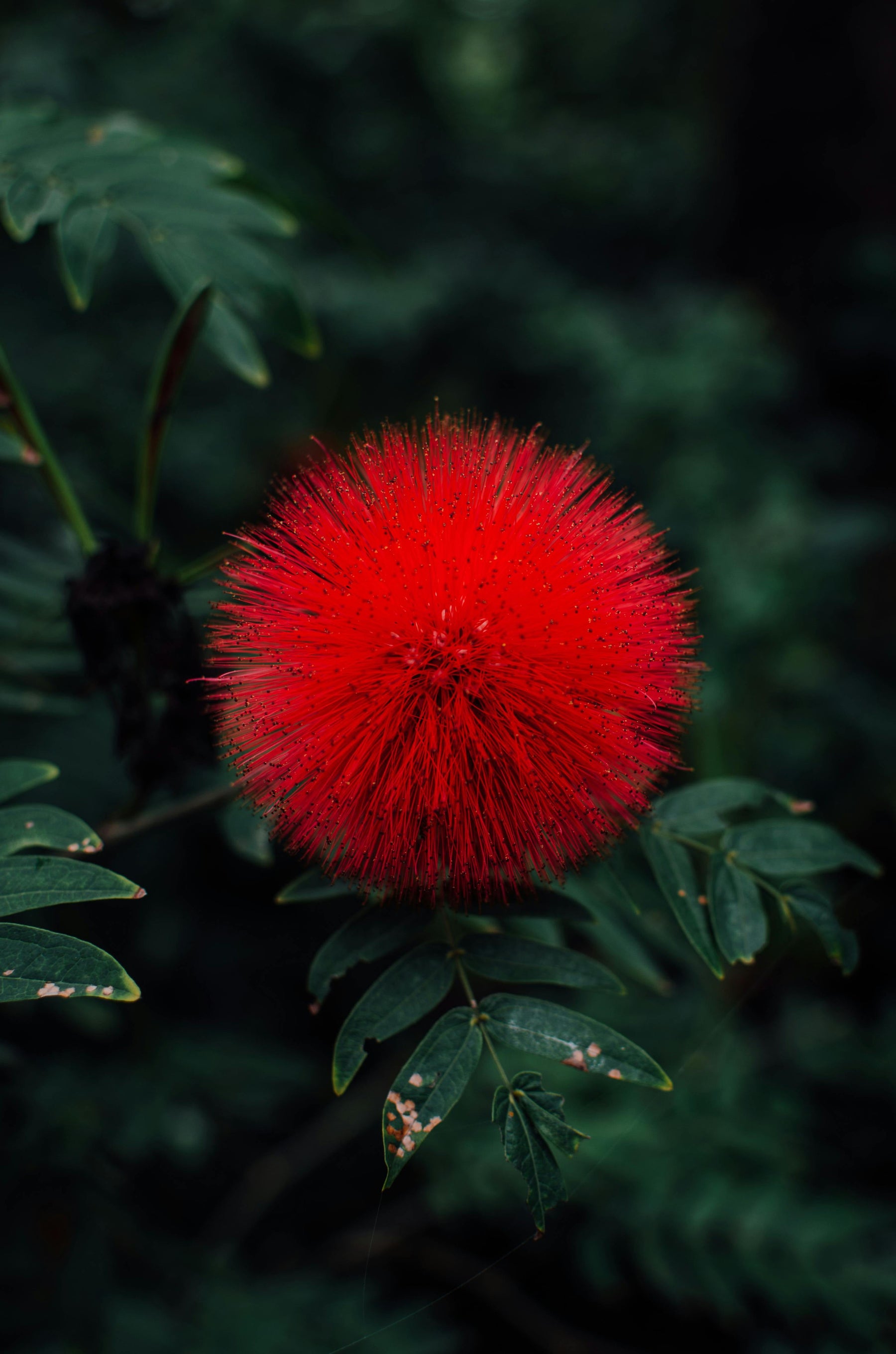 How To Care For Your Powder Puff Calliandra Bonsai Tree