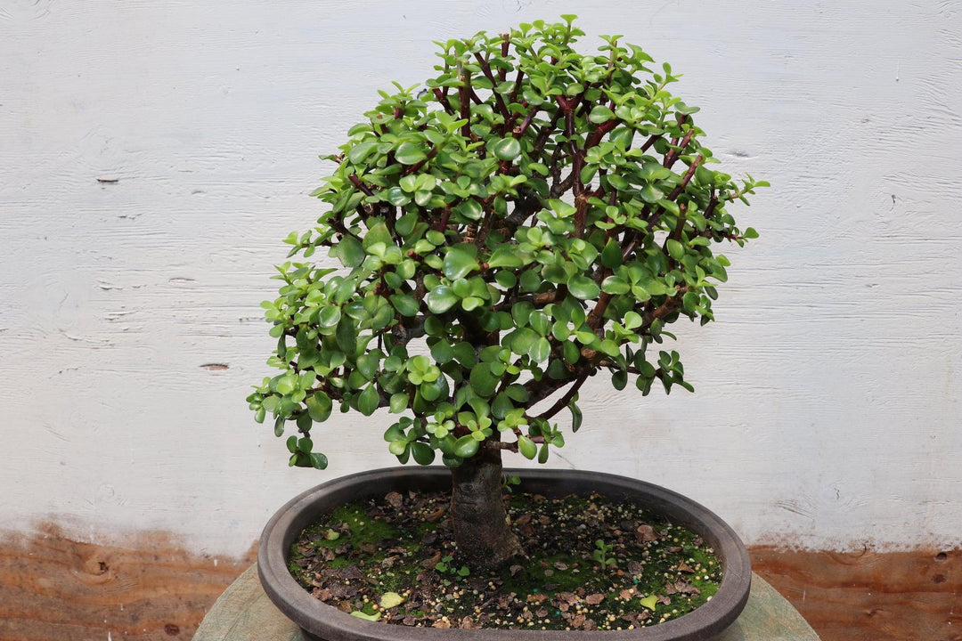 How To Care For Your Baby Jade Bonsai Tree