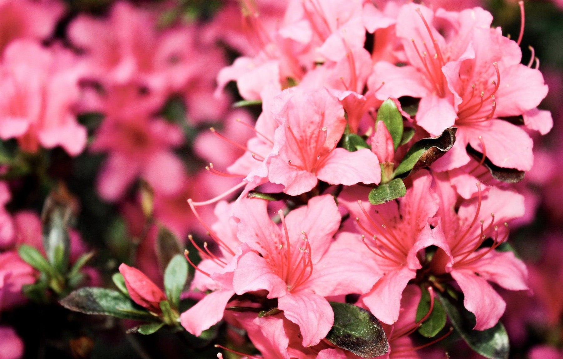 How To Care For Your Chinzan Azalea Bonsai Tree