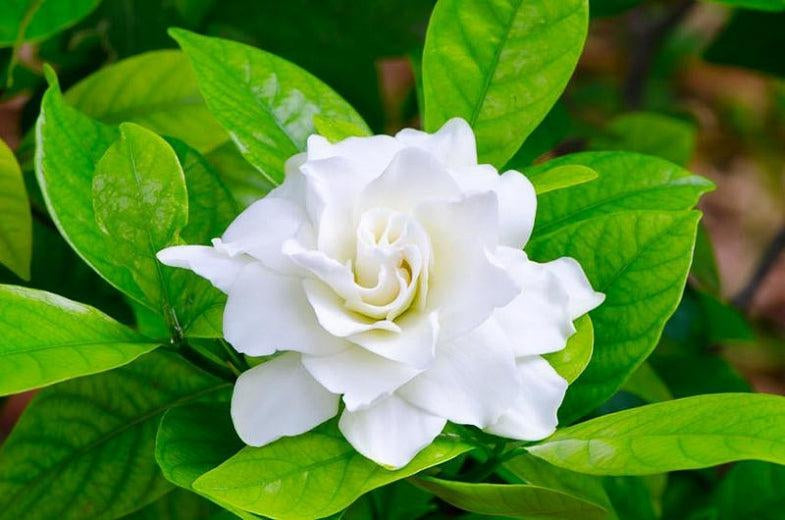 Gardenia Small Bonsai Tree