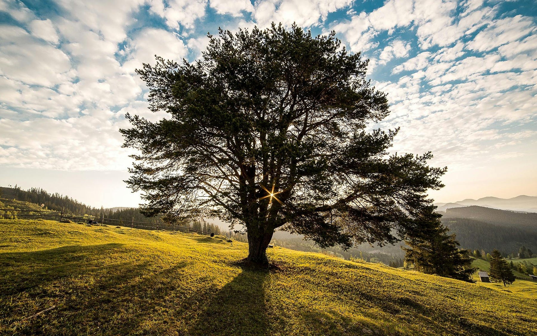 How To Care For Your Oak Bonsai Tree