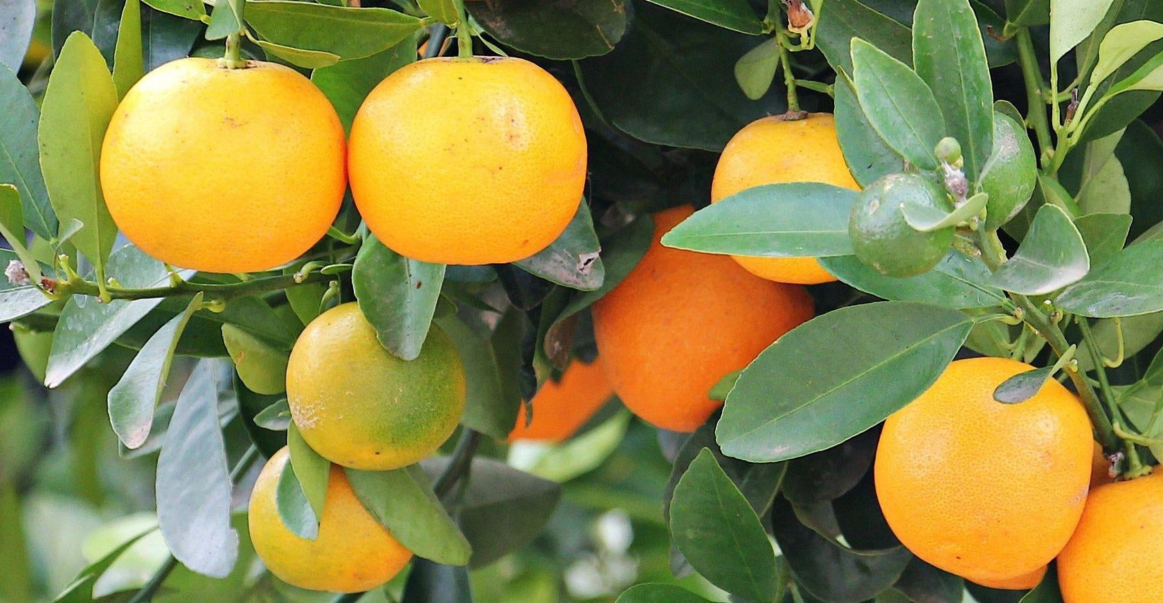 How To Care For Your Orange Citrus Bonsai Tree