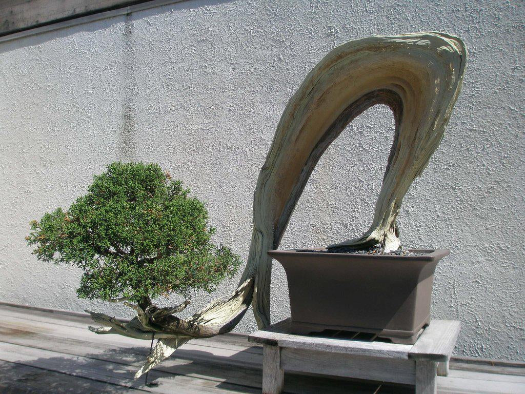 There Are No Rules When Building A Bonsai For Yourself