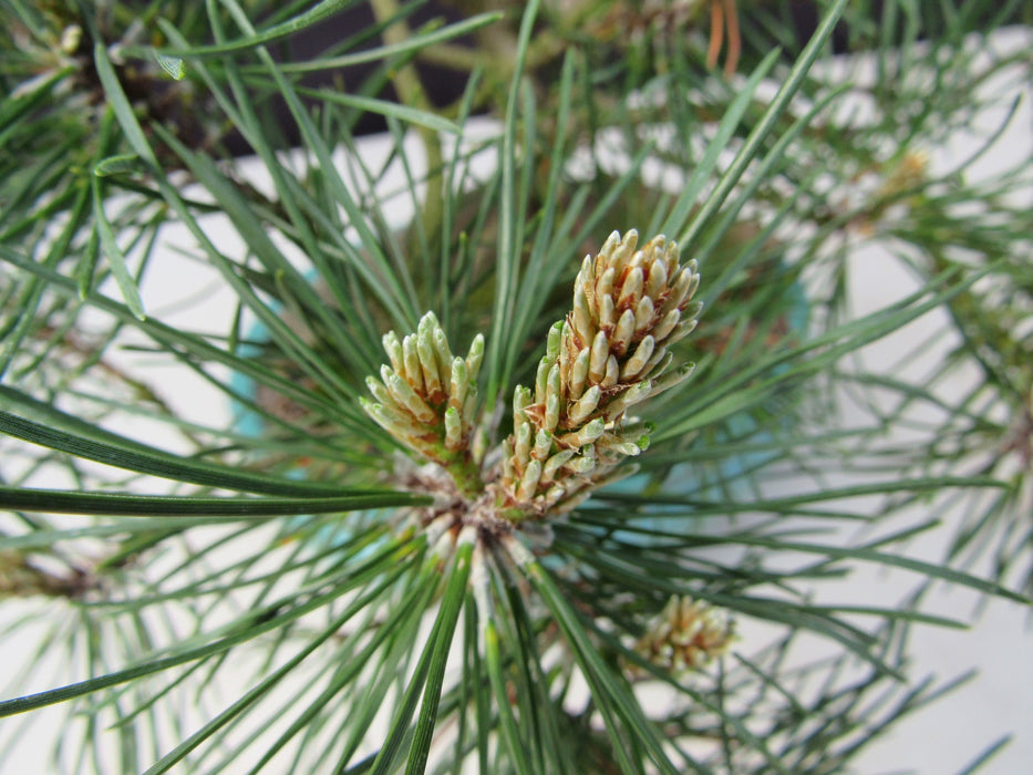 23 Year Old Mugo Pine Root Over Rock Specimen Bonsai Tree Cones