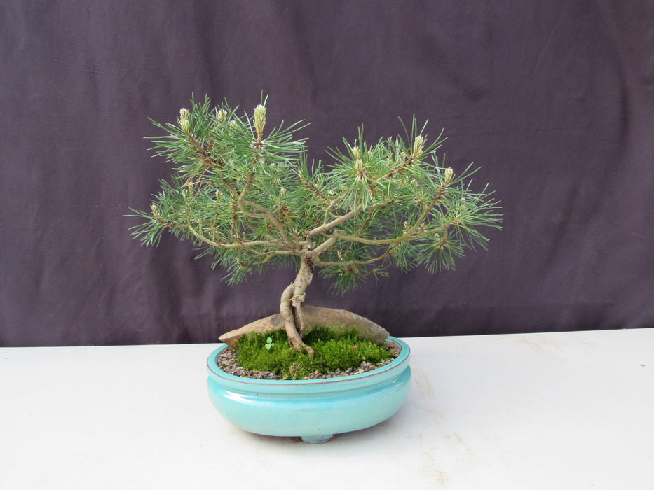 23 Year Old Mugo Pine Root Over Rock Specimen Bonsai Tree Profile