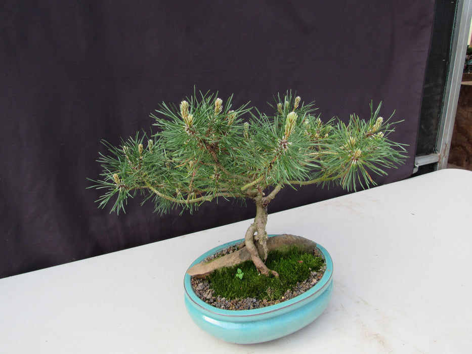 23 Year Old Mugo Pine Root Over Rock Specimen Bonsai Tree Rock Side