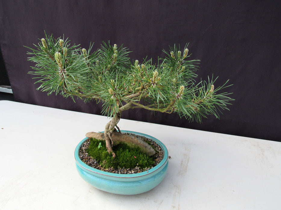 23 Year Old Mugo Pine Root Over Rock Specimen Bonsai Tree Side