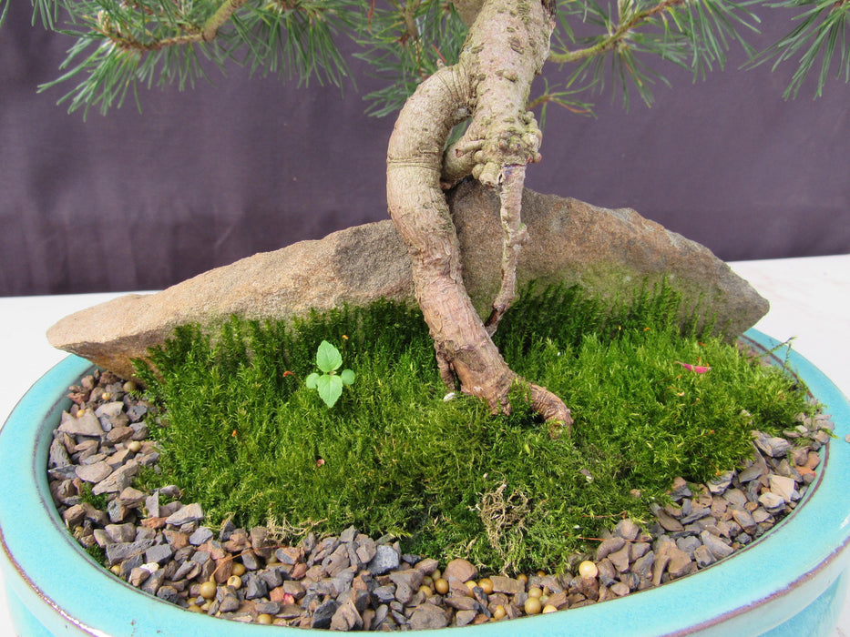 23 Year Old Mugo Pine Root Over Rock Specimen Bonsai Tree Rock Front