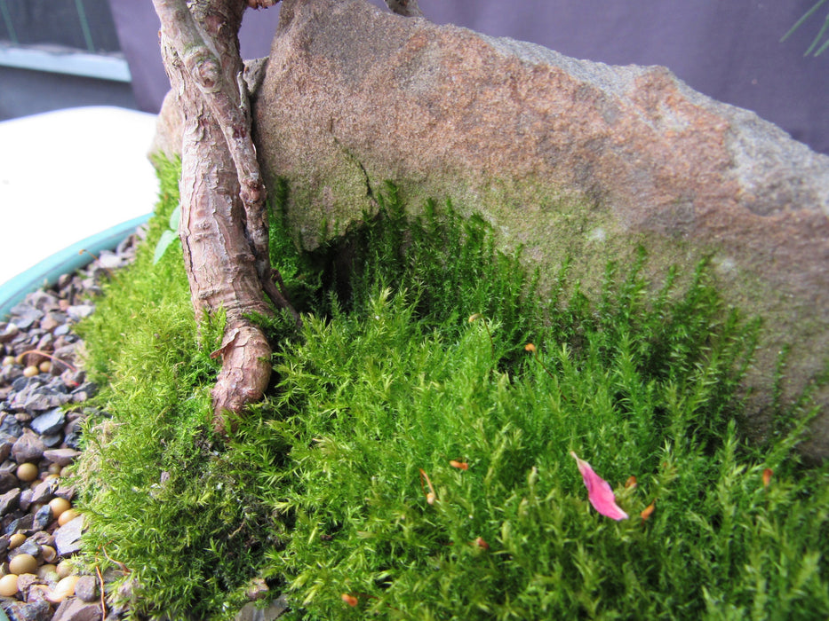 23 Year Old Mugo Pine Root Over Rock Specimen Bonsai Tree Moss