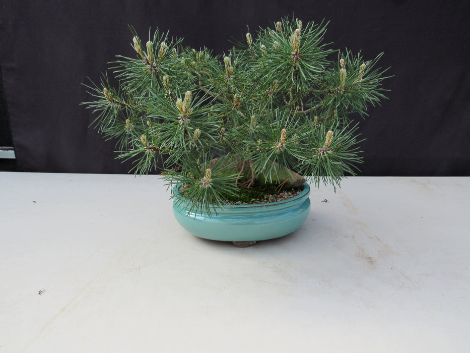 23 Year Old Mugo Pine Root Over Rock Specimen Bonsai Tree Back