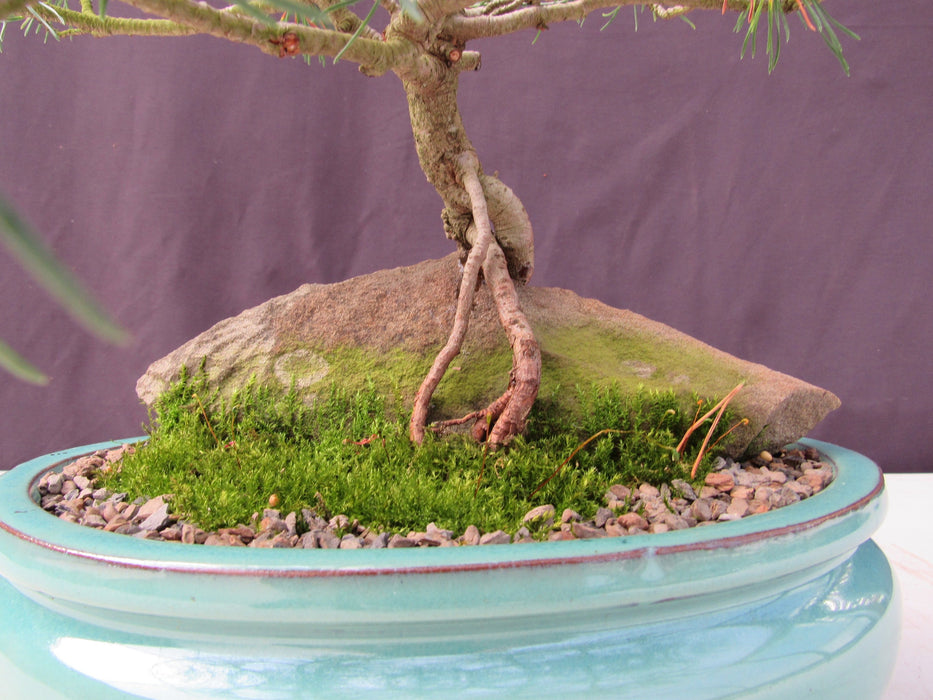 23 Year Old Mugo Pine Root Over Rock Specimen Bonsai Tree Rock