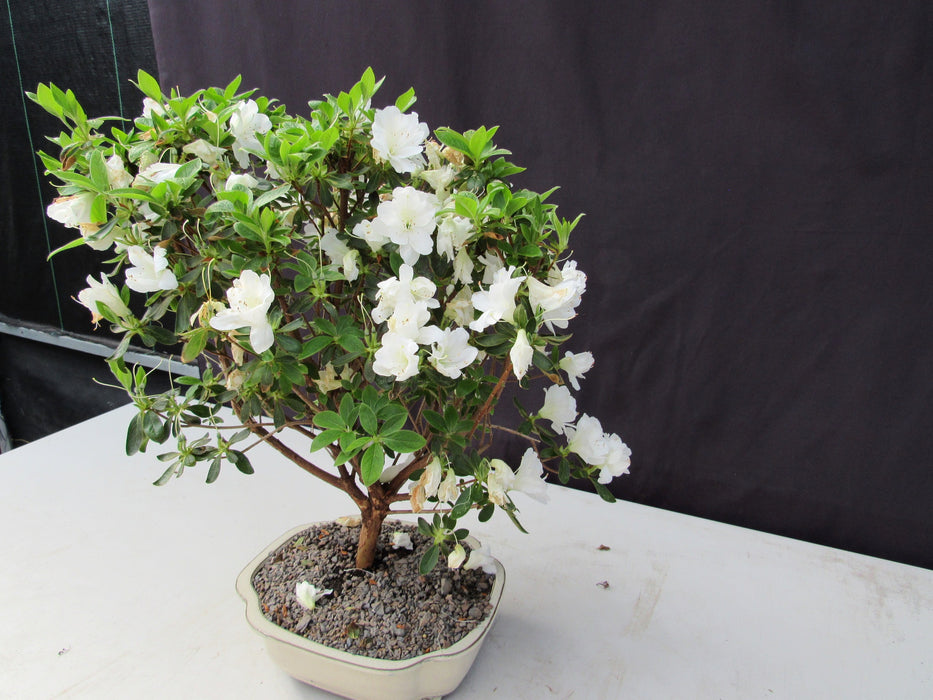 23 Year Old White Azalea Specimen Bonsai Tree Side