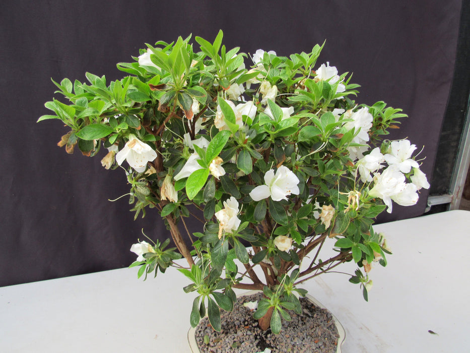 23 Year Old White Azalea Specimen Bonsai Tree Foliage