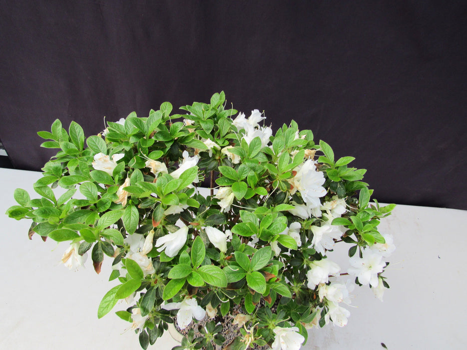 23 Year Old White Azalea Specimen Bonsai Tree Canopy