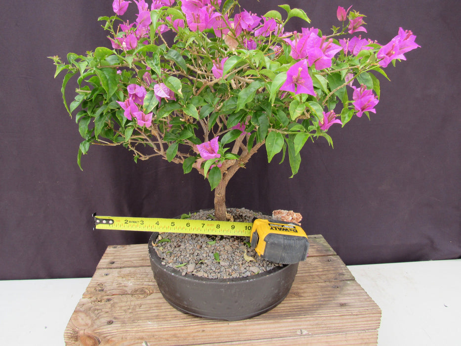 28 Year Old Pink Bougainvillea Specimen Bonsai Tree Width