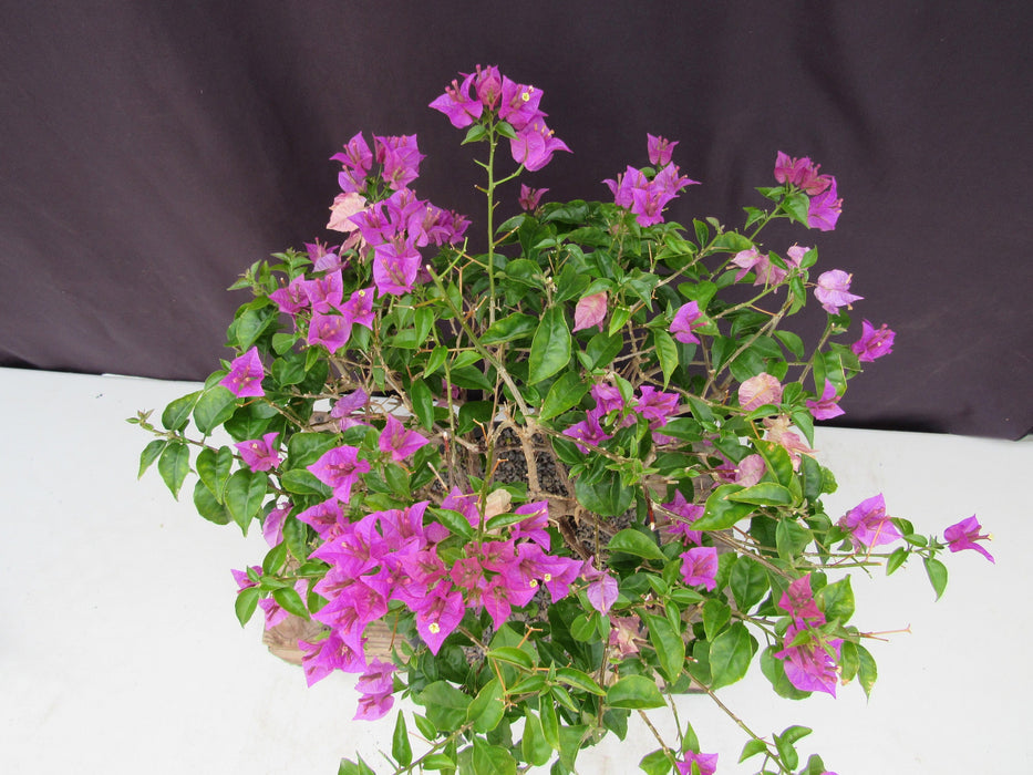 28 Year Old Pink Bougainvillea Specimen Bonsai Tree Canopy