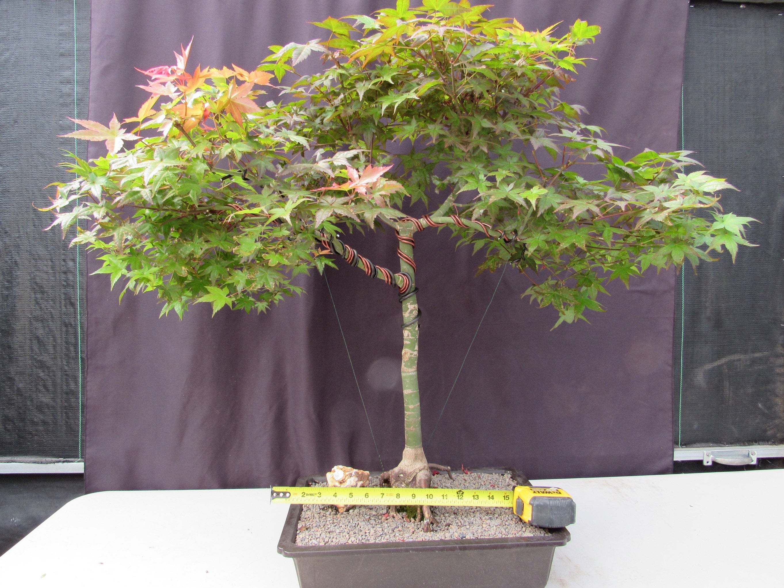 34 Year Old Shindeshojo Japanese Maple Specimen Bonsai Tree