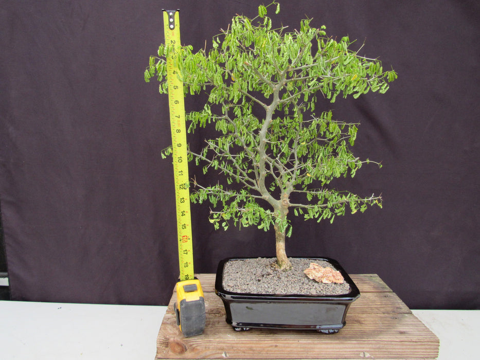 35 Year Old Flowering Brazilian Raintree Specimen Bonsai Tree Height