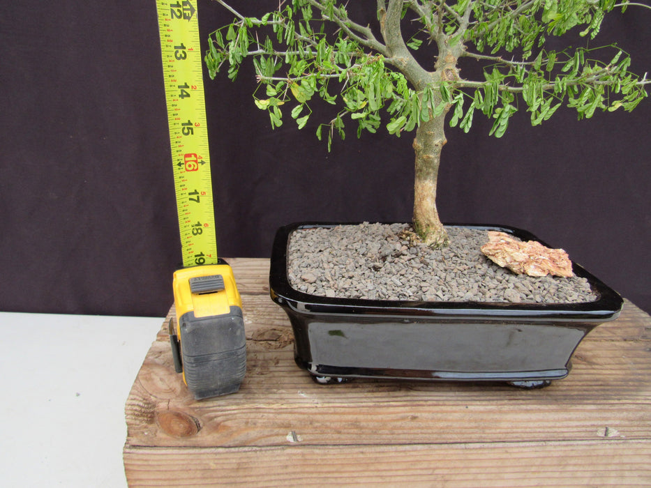 35 Year Old Flowering Brazilian Raintree Specimen Bonsai Tree Tall