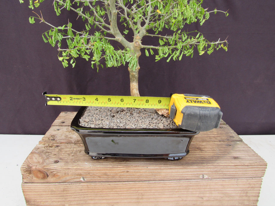 35 Year Old Flowering Brazilian Raintree Specimen Bonsai Tree Size