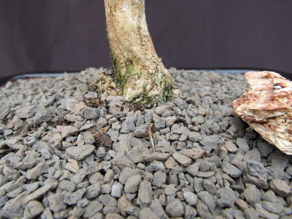 35 Year Old Flowering Brazilian Raintree Specimen Bonsai Tree Trunk