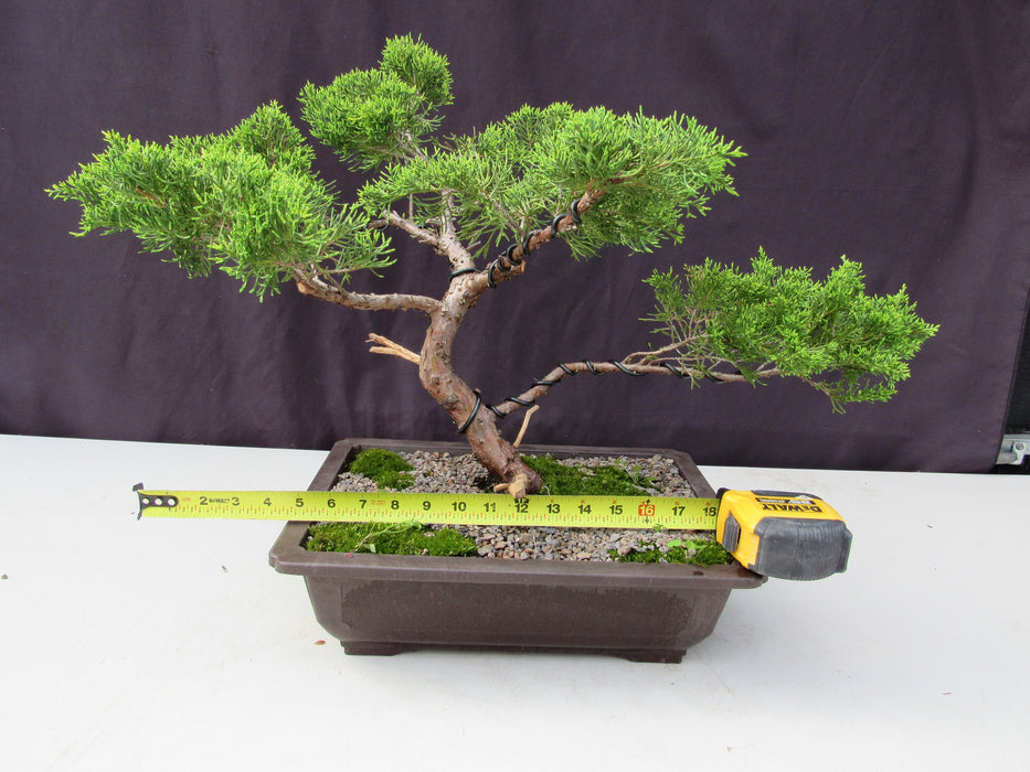 35 Year Old Golden Joy Shimpaku Chinese Juniper Specimen Bonsai Tree Informal Upright Style Size