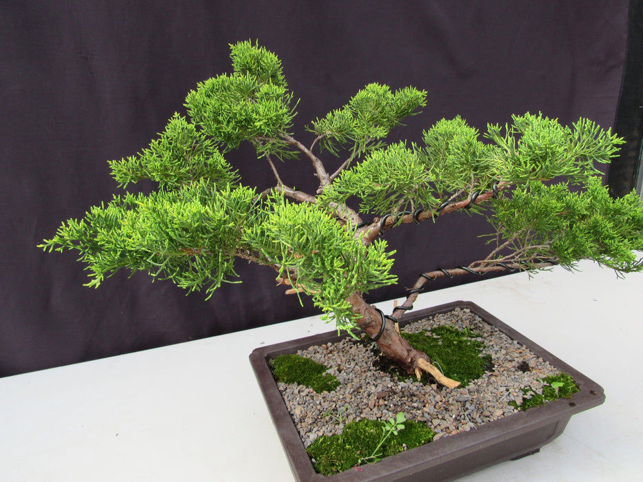 35 Year Old Golden Joy Shimpaku Chinese Juniper Specimen Bonsai Tree Informal Upright Style Side