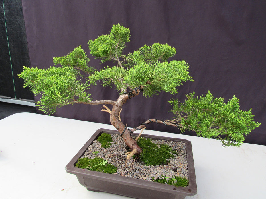 35 Year Old Golden Joy Shimpaku Chinese Juniper Specimen Bonsai Tree Informal Upright Style Corners