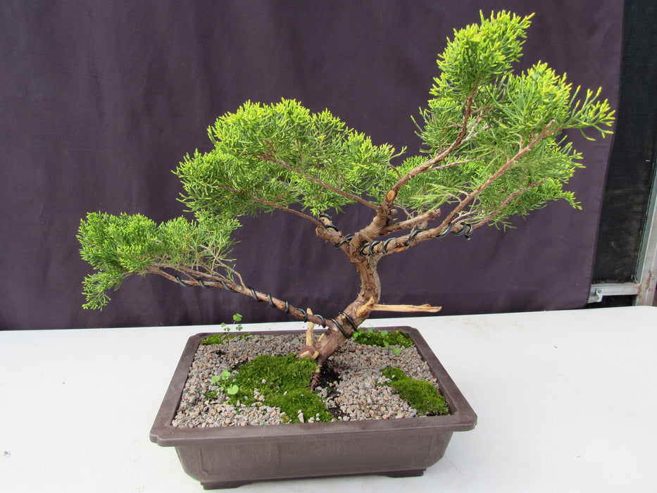 35 Year Old Golden Joy Shimpaku Chinese Juniper Specimen Bonsai Tree Informal Upright Style Back