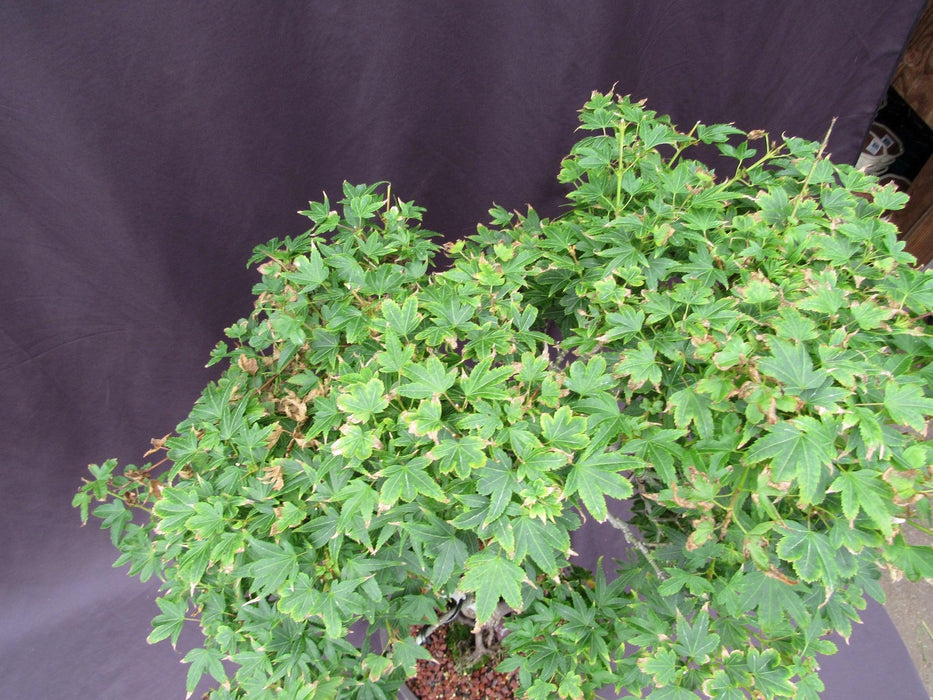 36 Year Old Beni Hime Dwarf Japanese Maple Root Over Rock Specimen Bonsai Tree Summer Canopy