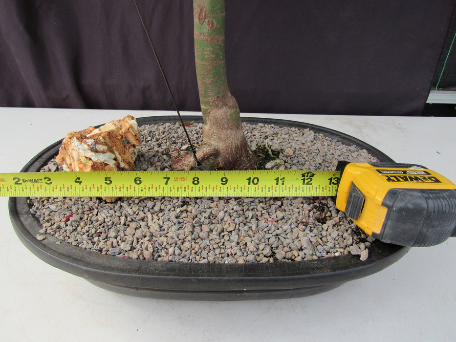 36 Year Old Shindeshojo Japanese Maple Specimen Bonsai Tree Size