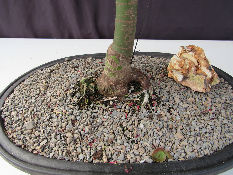 36 Year Old Shindeshojo Japanese Maple Specimen Bonsai Tree Roots