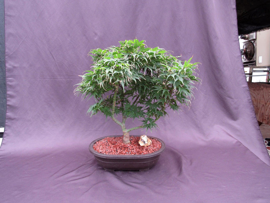 37 Year Old Mikawa Yatsubusa Japanese Maple Specimen Bonsai Tree Back Prospective