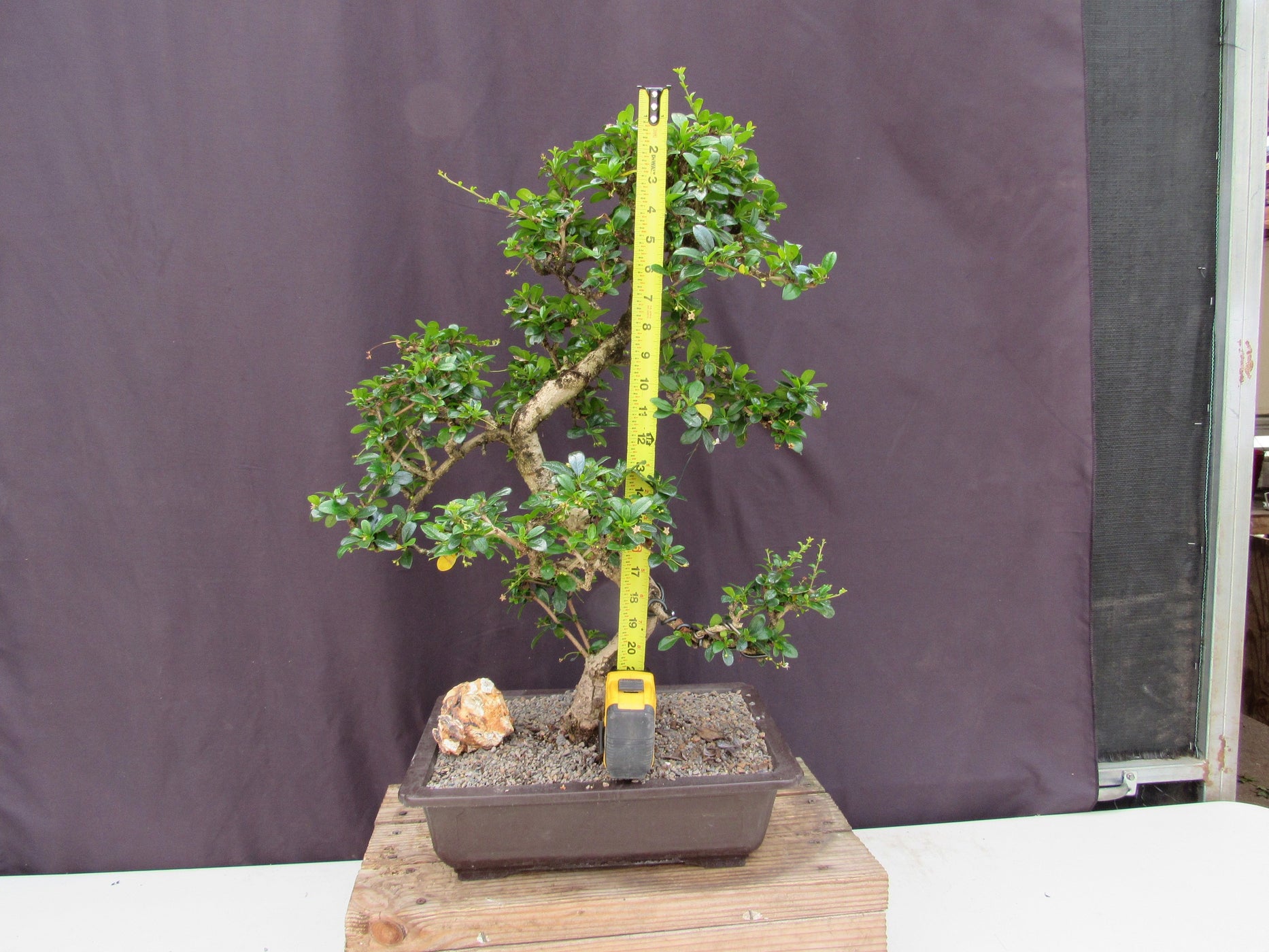 41 Year Old Flowering Fukien Tea Specimen Bonsai Tree