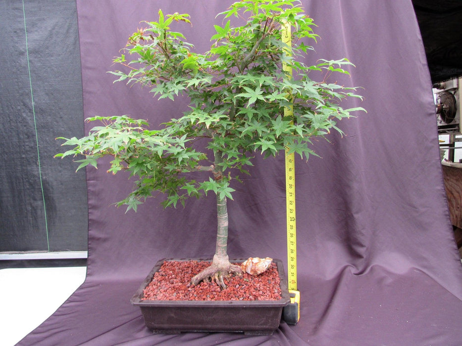 44 Year Old Shindeshojo Japanese Maple Specimen Bonsai Tree Height