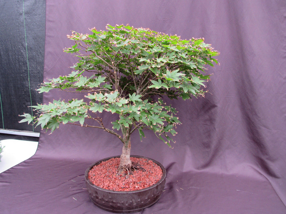 45 Year Old Rhode Island Red Japanese Maple Bonsai Tree Side