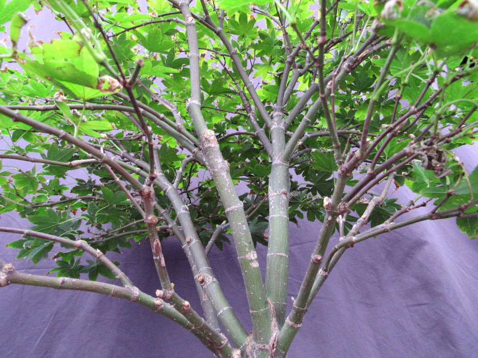 45 Year Old Rhode Island Red Japanese Maple Bonsai Tree Branches