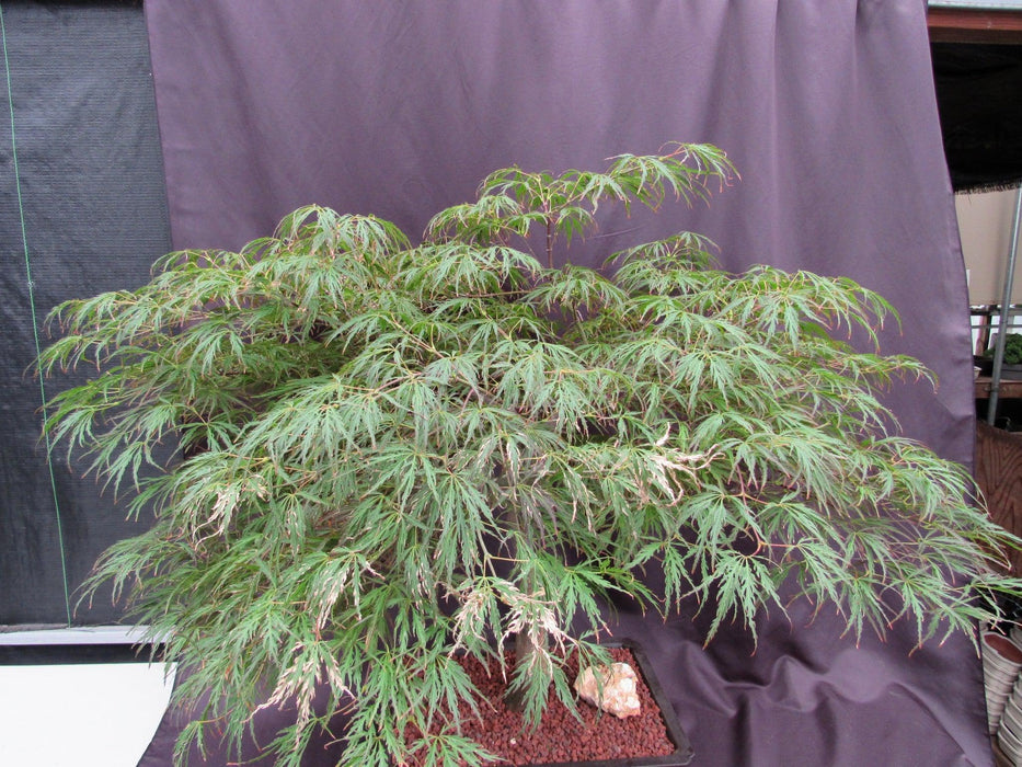 53 Year Old Crimson Queen Japanese Maple Specimen Bonsai Tree Burned Summer Canopy