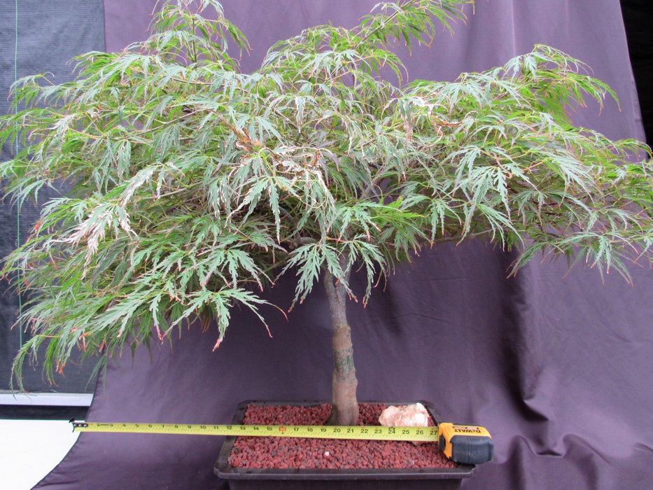 53 Year Old Crimson Queen Japanese Maple Specimen Bonsai Tree Size