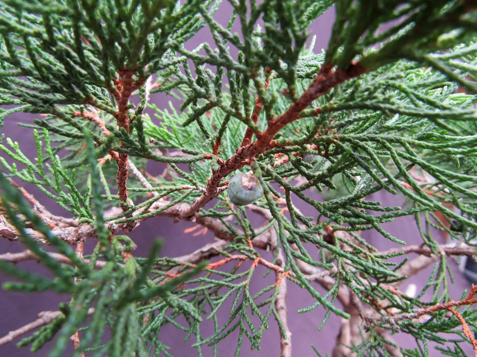 66 Year Old Savin Juniper Specimen Bonsai Tree Berry