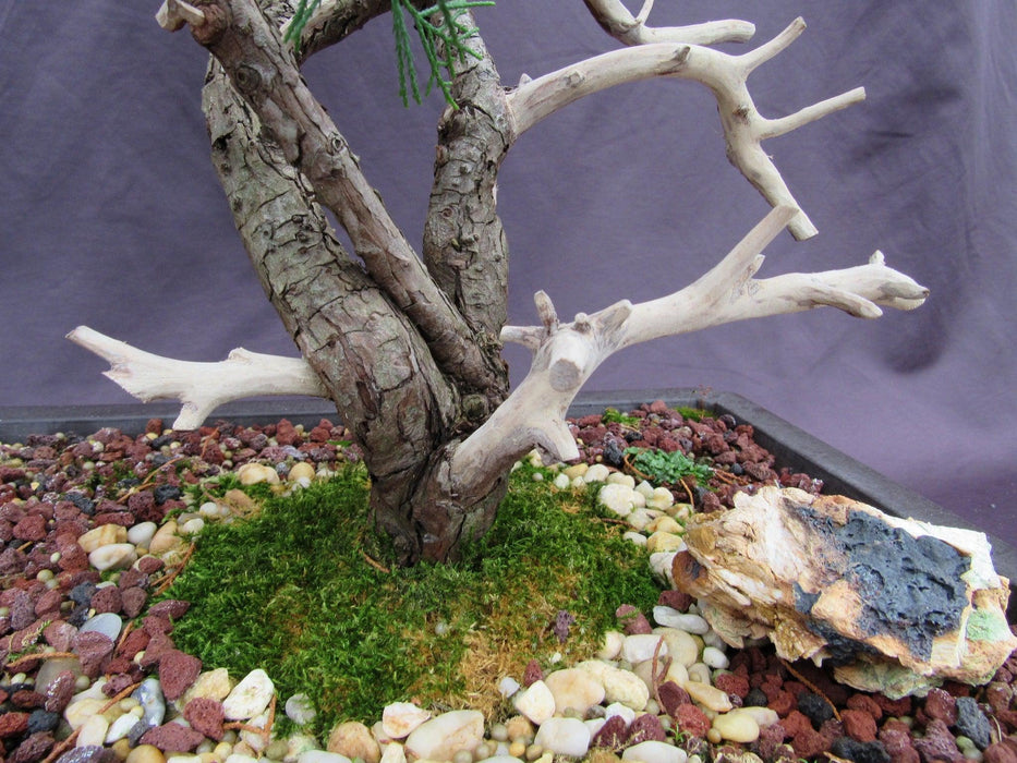 66 Year Old Savin Juniper Specimen Bonsai Tree Dead Wood