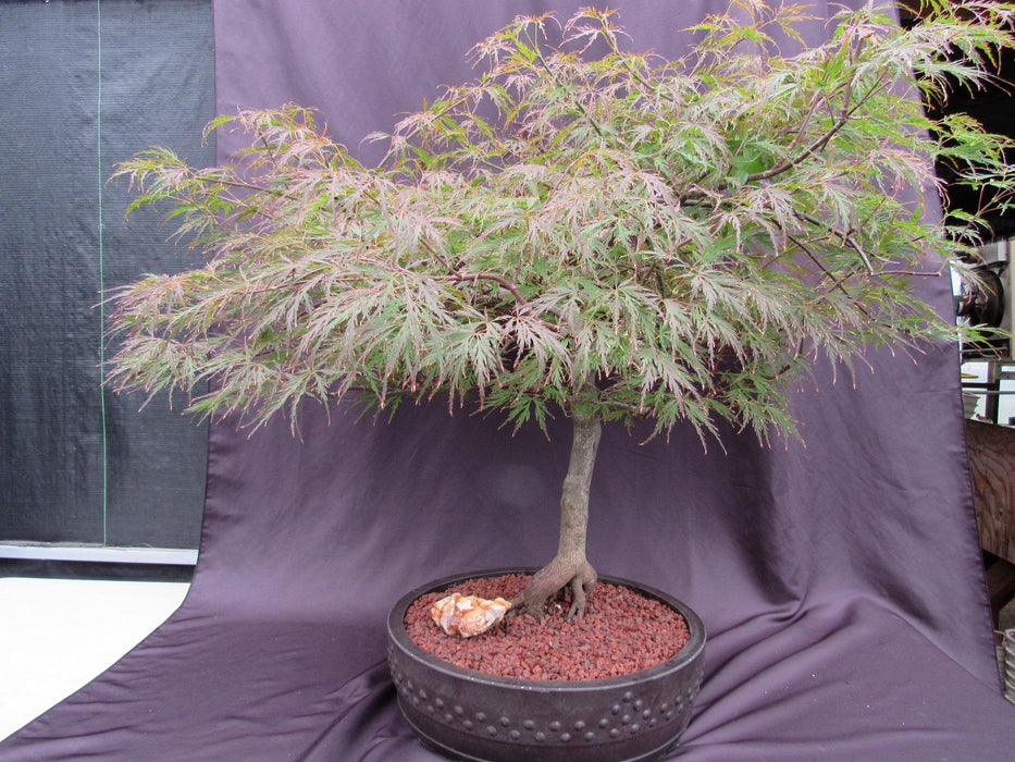 67 Year Old Red Dragon Japanese Maple Specimen Bonsai Tree Back