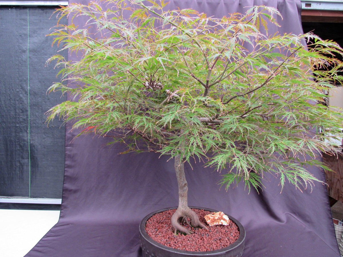 67 Year Old Red Dragon Japanese Maple Specimen Bonsai Tree