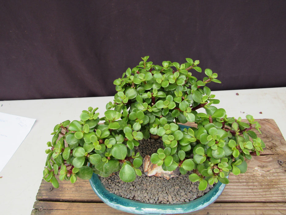 Baby Jade Bonsai 3 Tree Forest Birds Eye