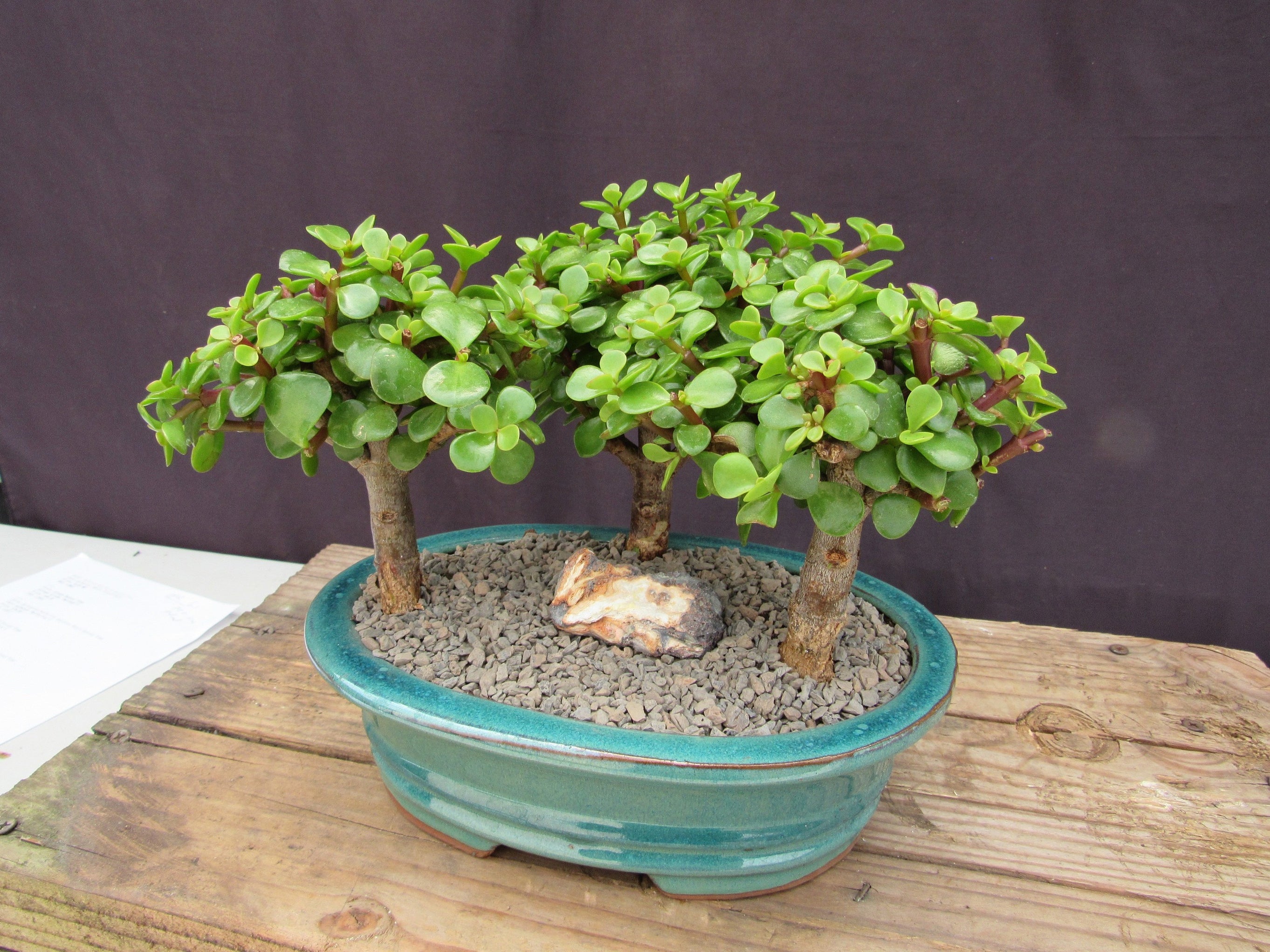 Baby Jade Bonsai 3 Tree Forest