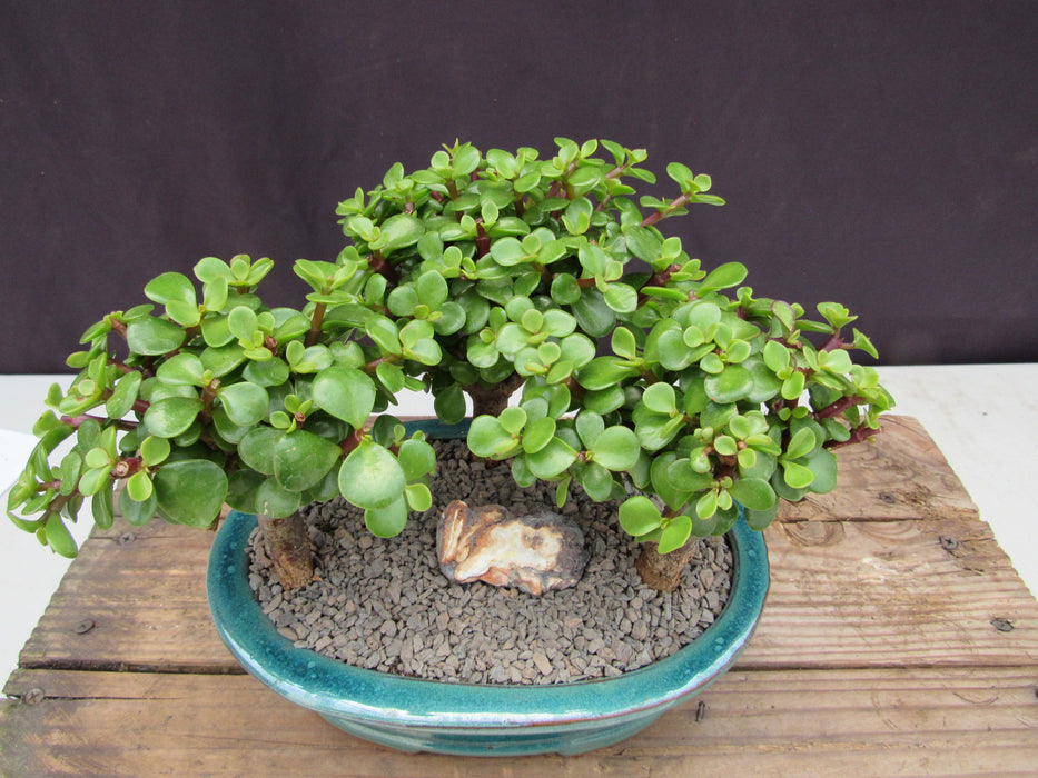 Baby Jade Bonsai 3 Tree Forest Canopy