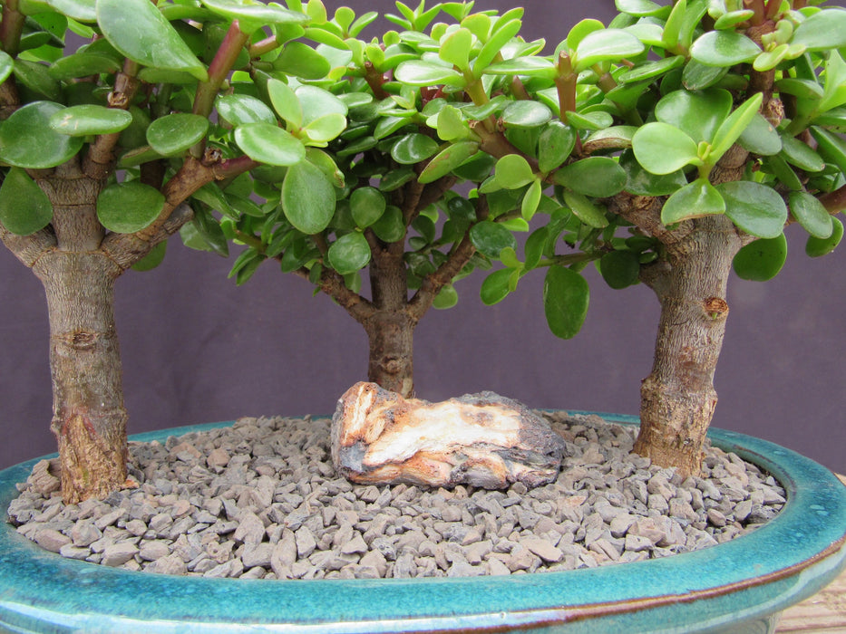 Baby Jade Bonsai 3 Tree Forest Bark