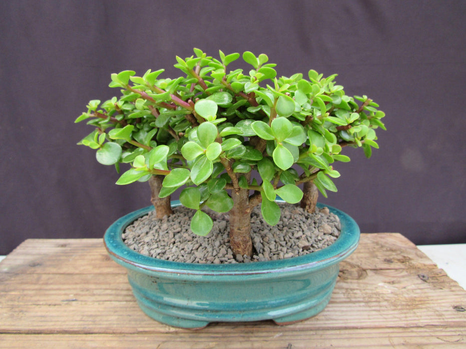 Baby Jade Bonsai 3 Tree Forest Back