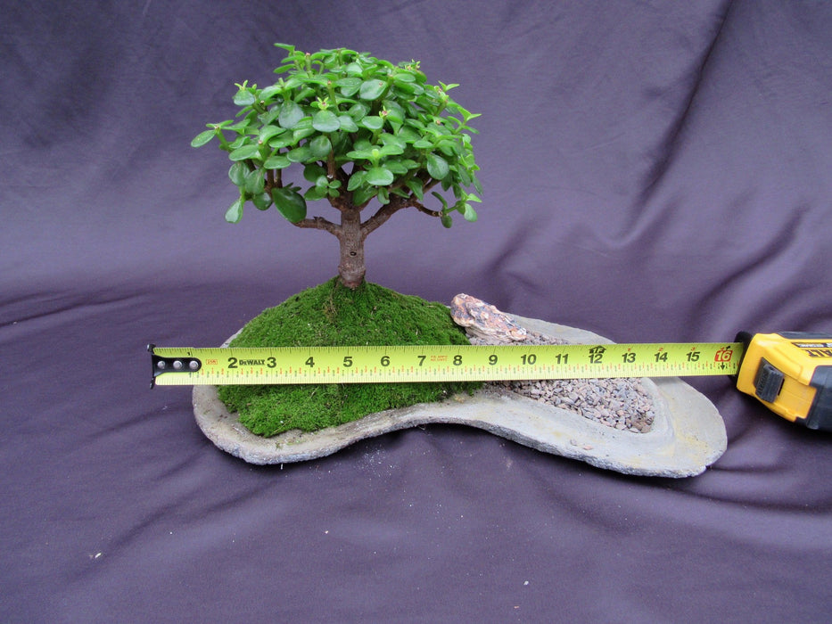 Baby Jade Bonsai Tree Planted On A Rock Slab Size