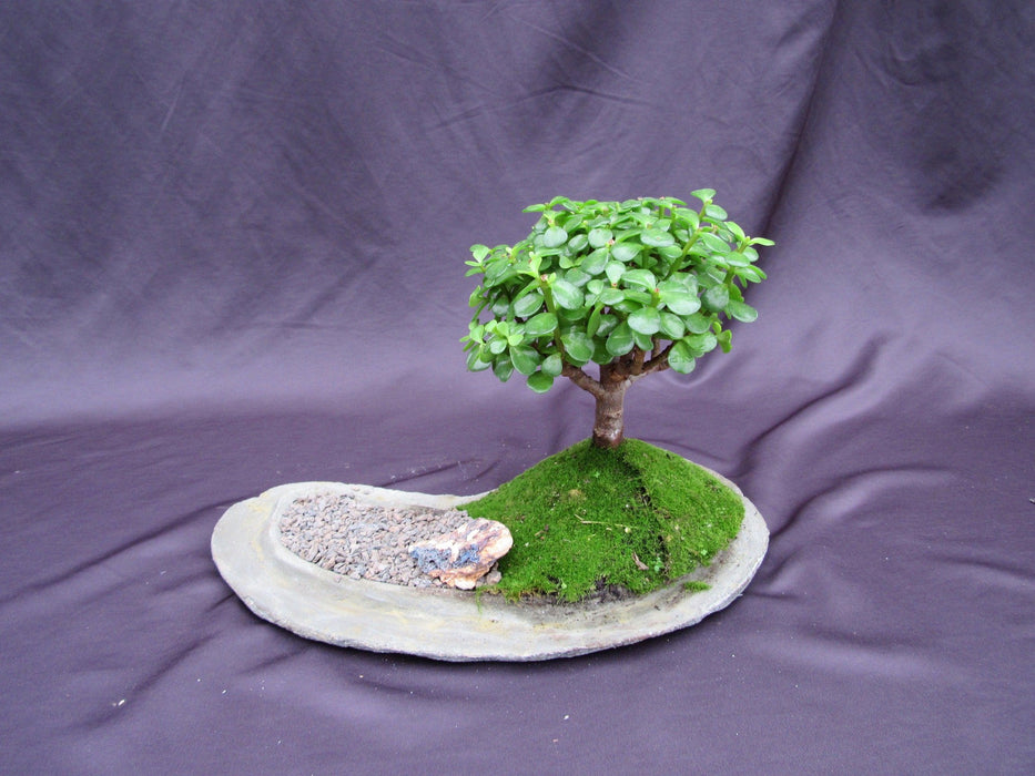 Baby Jade Bonsai Tree Planted On A Rock Slab Back